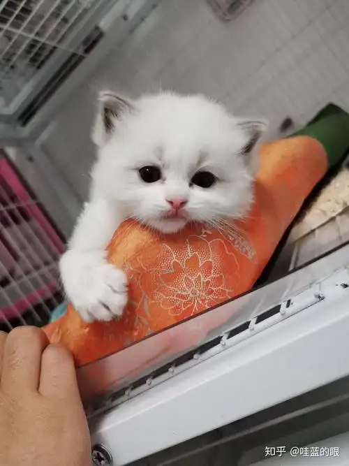 能不能把你家猫最可爱最美的图片发出来看看?