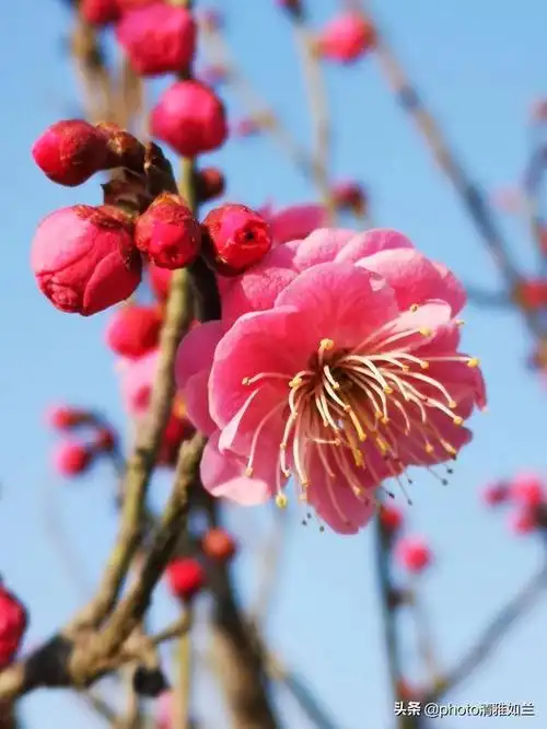 梅花品种有排名吗龙游梅和骨里红哪个好