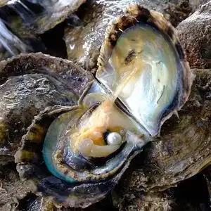 akoya海水i珍珠蚌开氏贝特寄河蚌大蚌自己马海水珍珠裸珠定制手