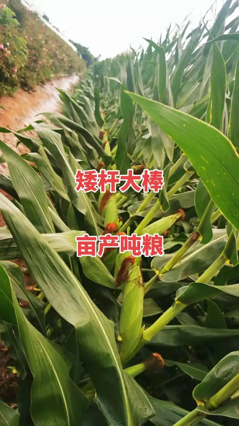 最新国审高产玉米种子 #紫根紫杆高产大棒 #矮杆大棒玉米种 - 兑趑