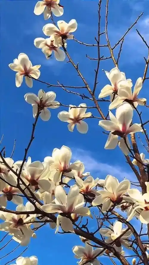 治愈系风景:又到玉兰花盛开的季节,朵朵向上,淡雅
