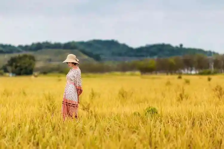 个人外景拍照图片大全(稻田中拍唯美人像) - 赤虎壹号