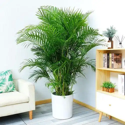 室内盆景名称图片大全盆景名称图片大全欣赏