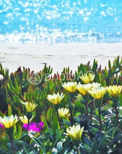 照片素材(图片): 海边的春天的花朵