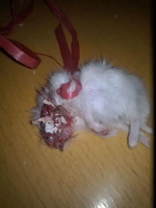 多久的小猫咬了怎么办(被刚出生没多久的小猫咬了) 服务器教程 第1张