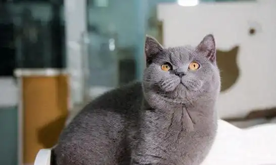 "英短蓝猫"为何价格大跳水?看完这些原因,觉得太现实!