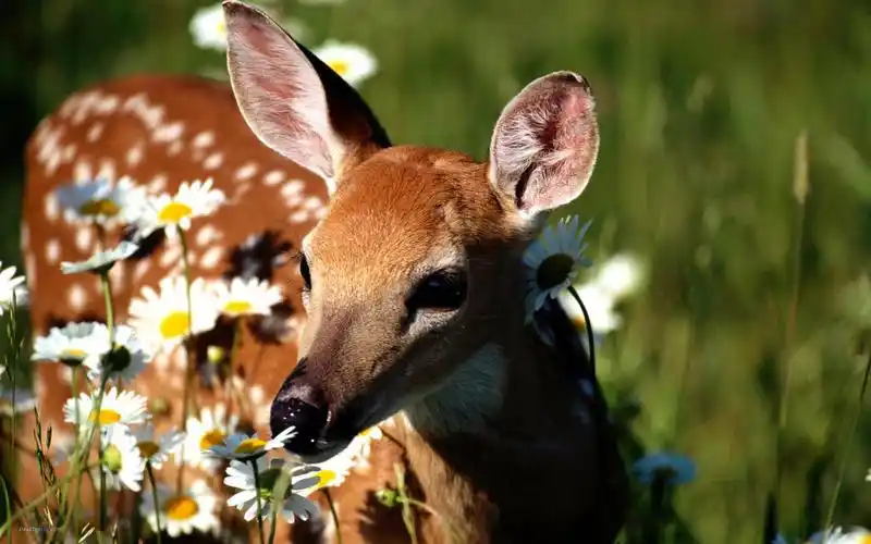 微笑的森林里可爱小鹿电脑桌面壁纸高清大图预览1920×1200_动物壁纸