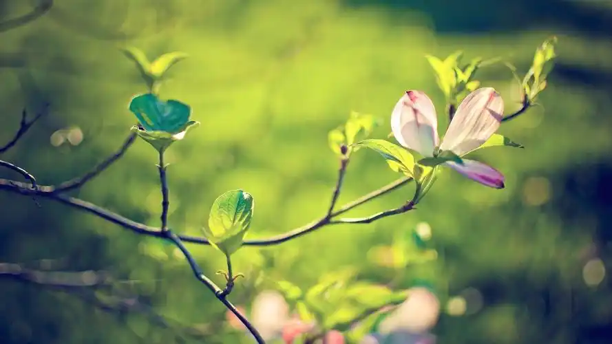 好看的绿色系壁纸,护眼又清新,喜欢就赶紧下载吧!