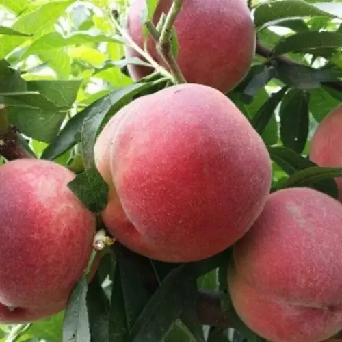 陕西毛桃上市价格稳定,阿布白桃产地批发行情