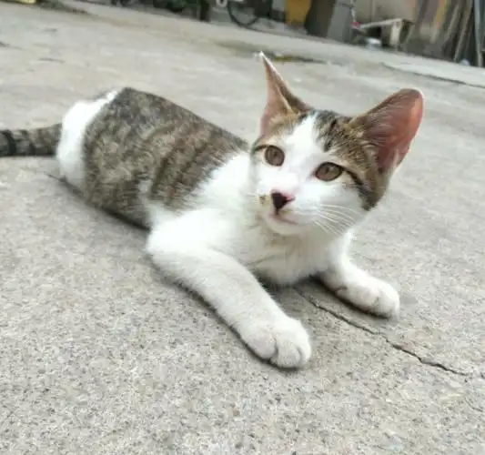 能力最全面的本地猫,竟然价格最便宜,土猫就应该被看不起?