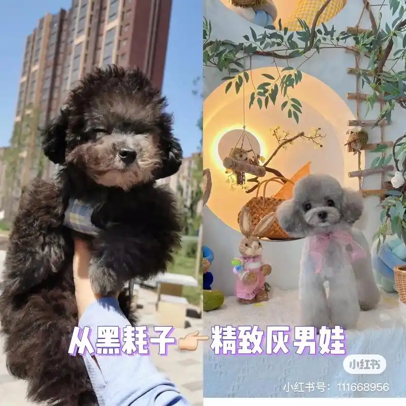 灰泰迪返灰全过程.