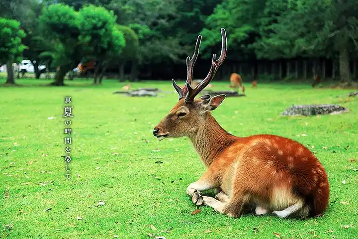 奈良的梅花鹿皮毛都非常好不像国内很多动物园里的鹿非常臭而且皮毛也