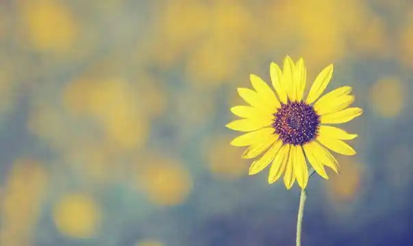 唯美淡雅意境花卉写真