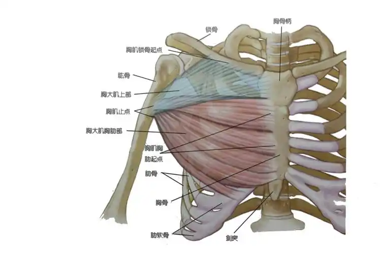 胸大肌的起止点:起点:由胸锁骨开始,往下沿胸肋骨至第六,七胸肋骨和上
