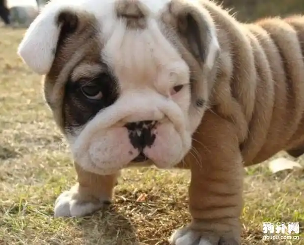憨厚呆萌的英斗_英斗图片_狗扑英国斗牛犬网