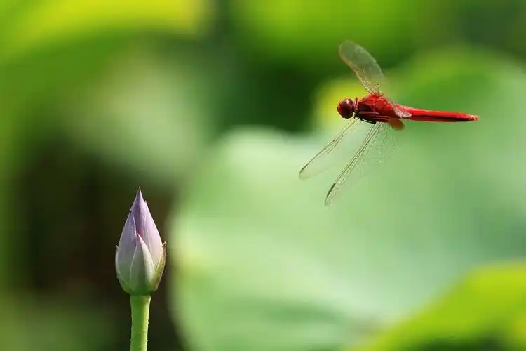 小荷才露尖尖角早有蜻蜓立上头