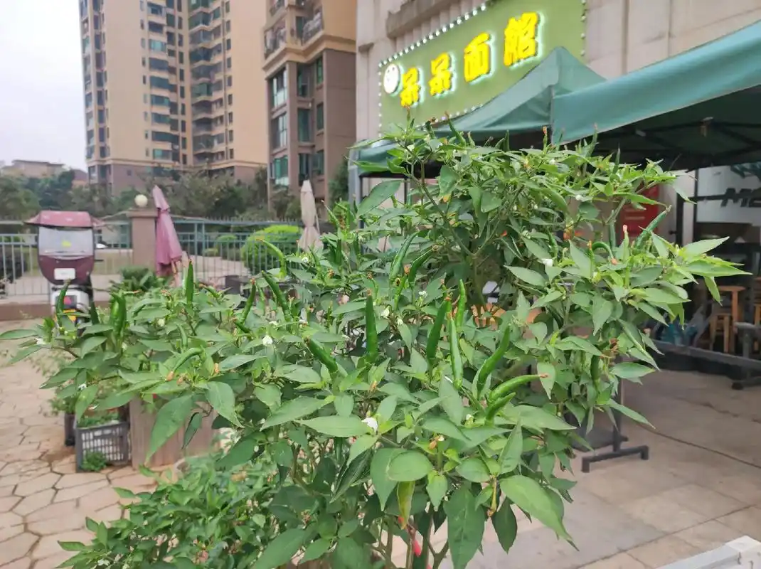 辣椒苗长成了辣椒树,终于还是产出了小辣椒[憨笑][憨笑][憨 - 抖音