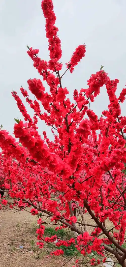 桃花依旧笑春风