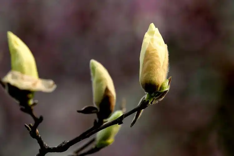 含苞待放的玉兰花