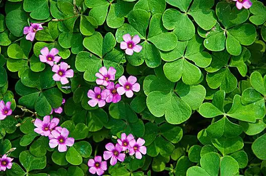 四叶草图片_四叶草图片大全_四叶草图片素材