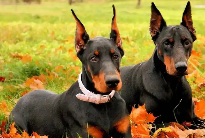 世界最聪明的十大名犬贵宾排第二拉布拉多仅第七