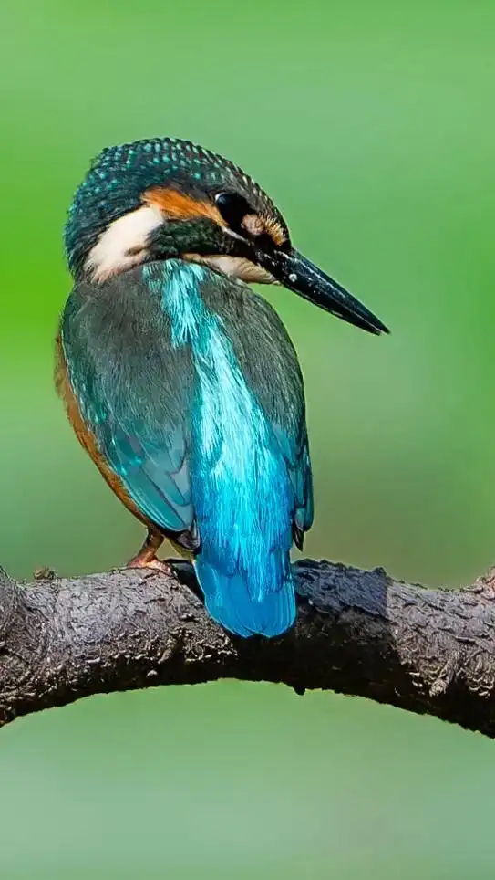 翠鸟我们摄影人叫它小翠,翠鸟属中型水鸟.自额至枕蓝黑色