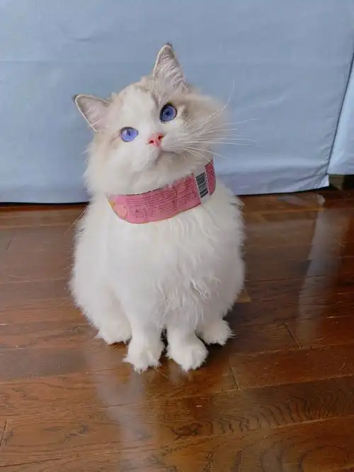 粉色限定王闪闪09