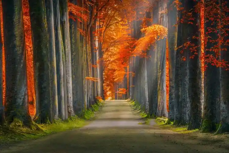 秋天树林小溪绘画高清壁纸图片(3840x2160) - 4k风景高清壁纸 - 典雅