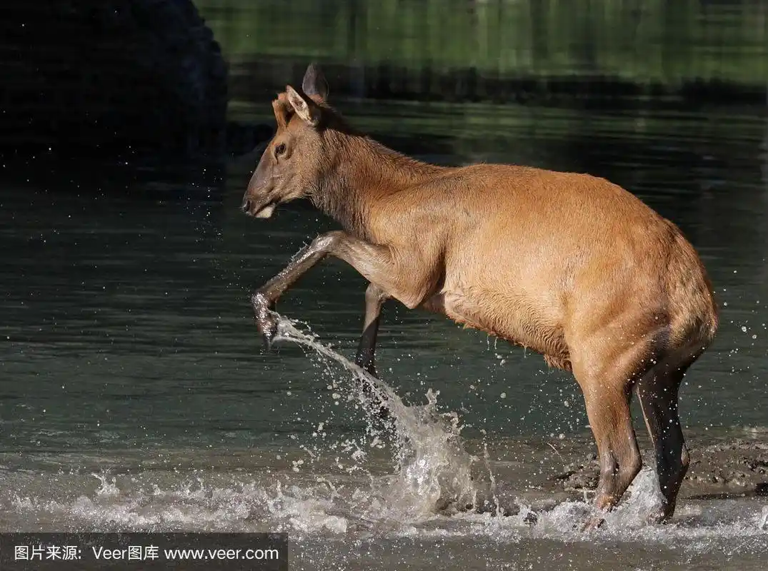 小驼鹿,弓河,驼鹿,水,水平画幅