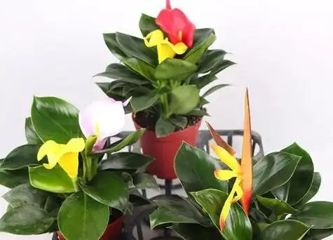 金钻花能开花吗