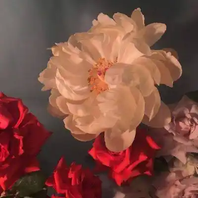 花朵头像适合中年人做微信头像的图片