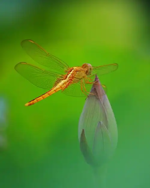 梦见蜻蜓好不好?梦见蜻蜓是什么意思