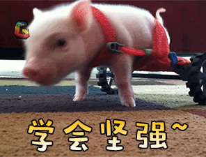 猪gif动物gif学会坚强gifsoogifgifsoogif出品gif