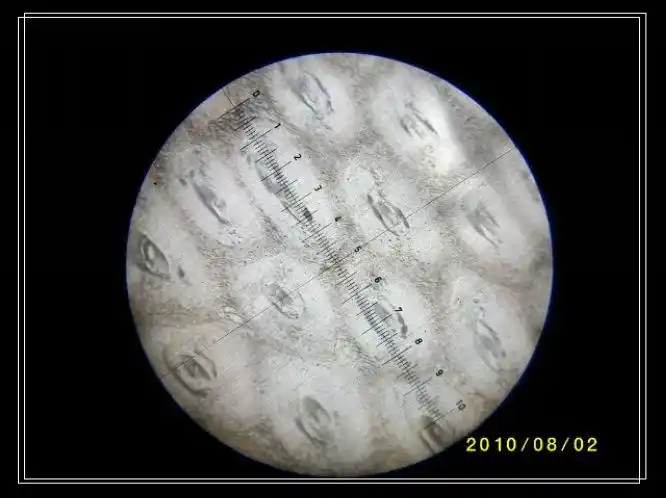 角具非均质性在正交偏光下显示干涉色图像制成的薄片在偏光显微镜下的