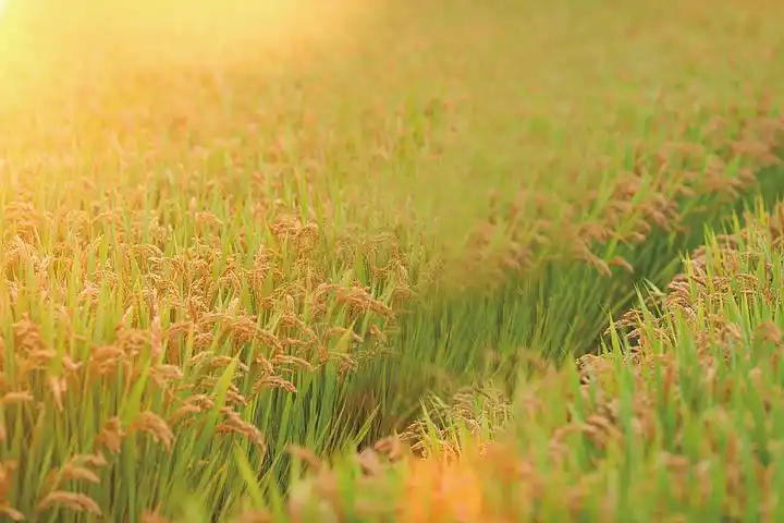 秋天丰收时节的乡野风光摄影图风景名胜免费下载_jpg格式_4608像素