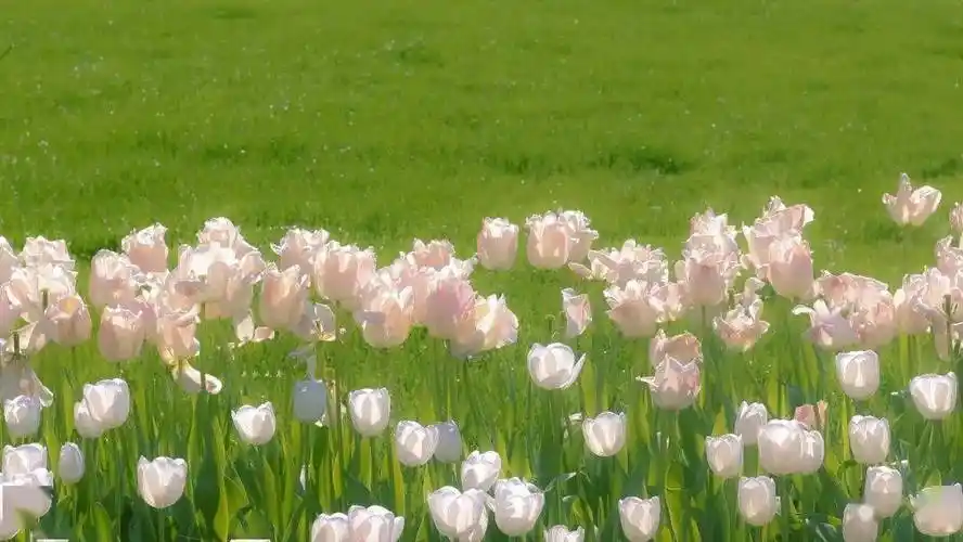 【电脑壁纸】ins风横图壁纸_表示歉意_图片_来自