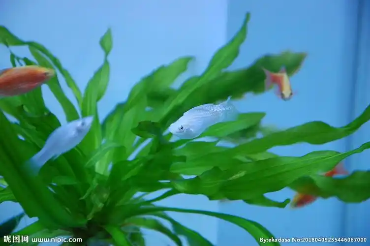 雄性白玛丽图片