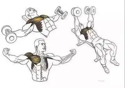 胸肌锻炼有哪些训练动作锻炼前是否需要热身有哪些热身方式