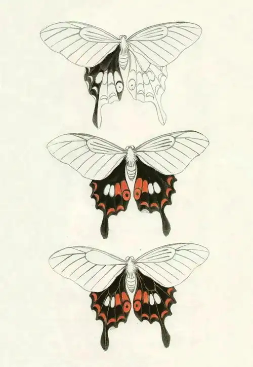 技法| 工笔画大师俞致贞教你画蝴蝶