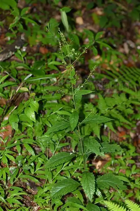 香茶菜功效作用(香茶菜,见过吗?