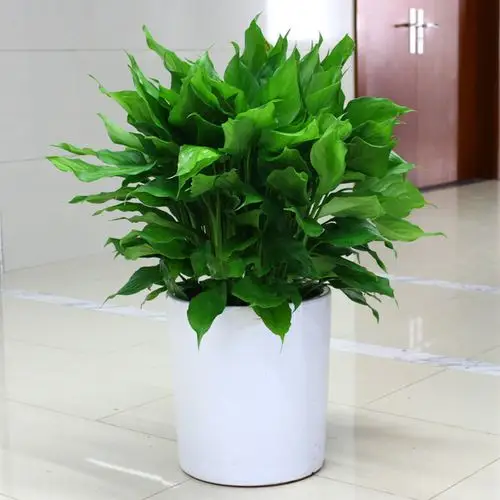 四季新鲜办公室万年青盆栽客厅室内净化空气植物吸甲醛绿植花卉