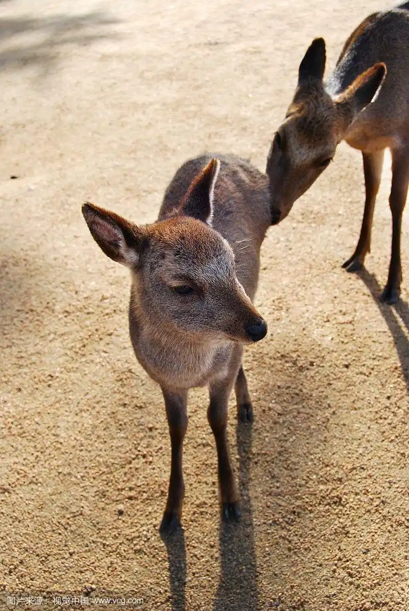 日本梅花鹿