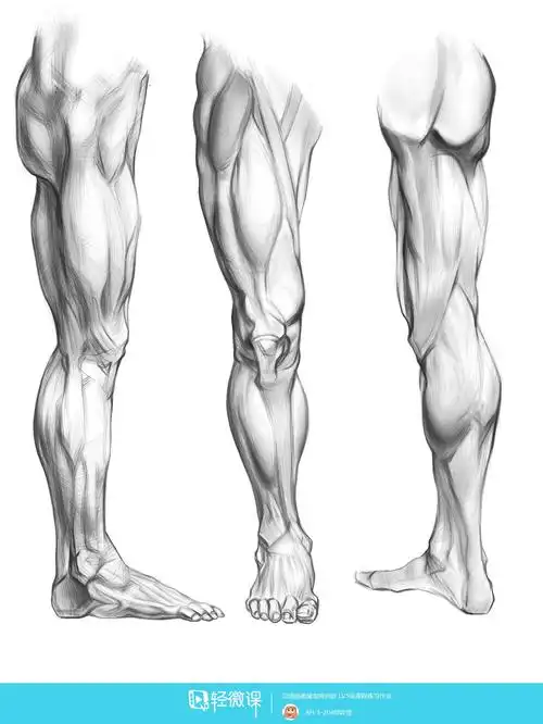 rh-3-204咩咩怪 临摹腿—腿部人体肌肉结构入门训练