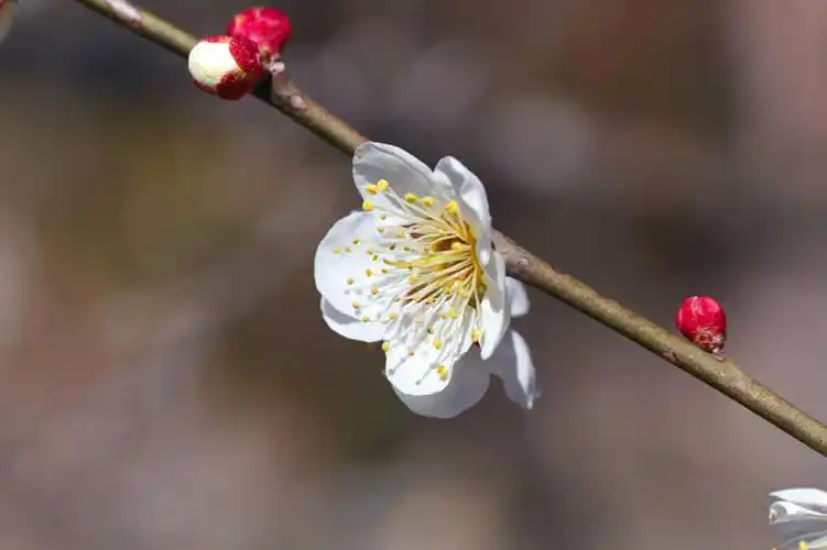 盛开,光线,影子,景观,梅花,枝条,花蕾,花,花瓣,花朵,鲜花,树枝,一朵