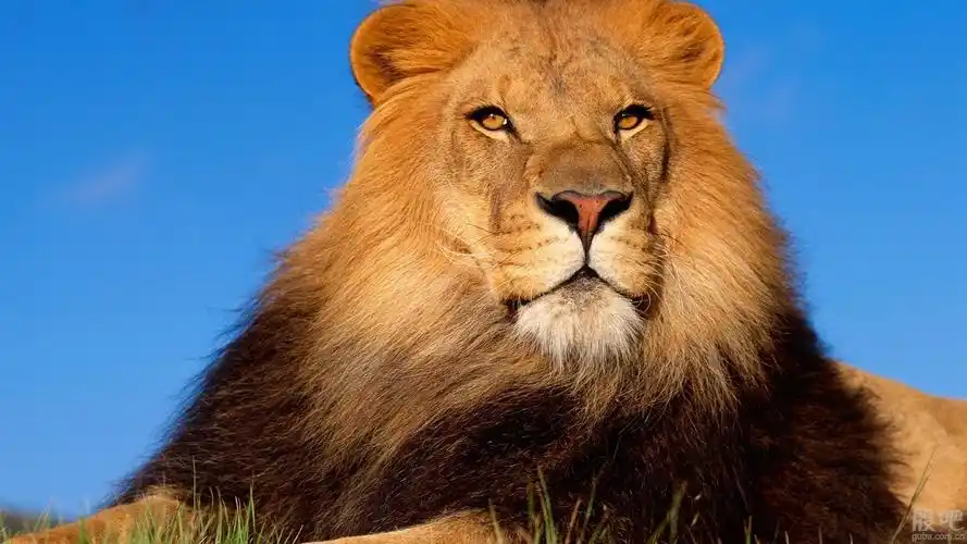 贝因美最致命的竞争对手300106西部牧业横空出世!