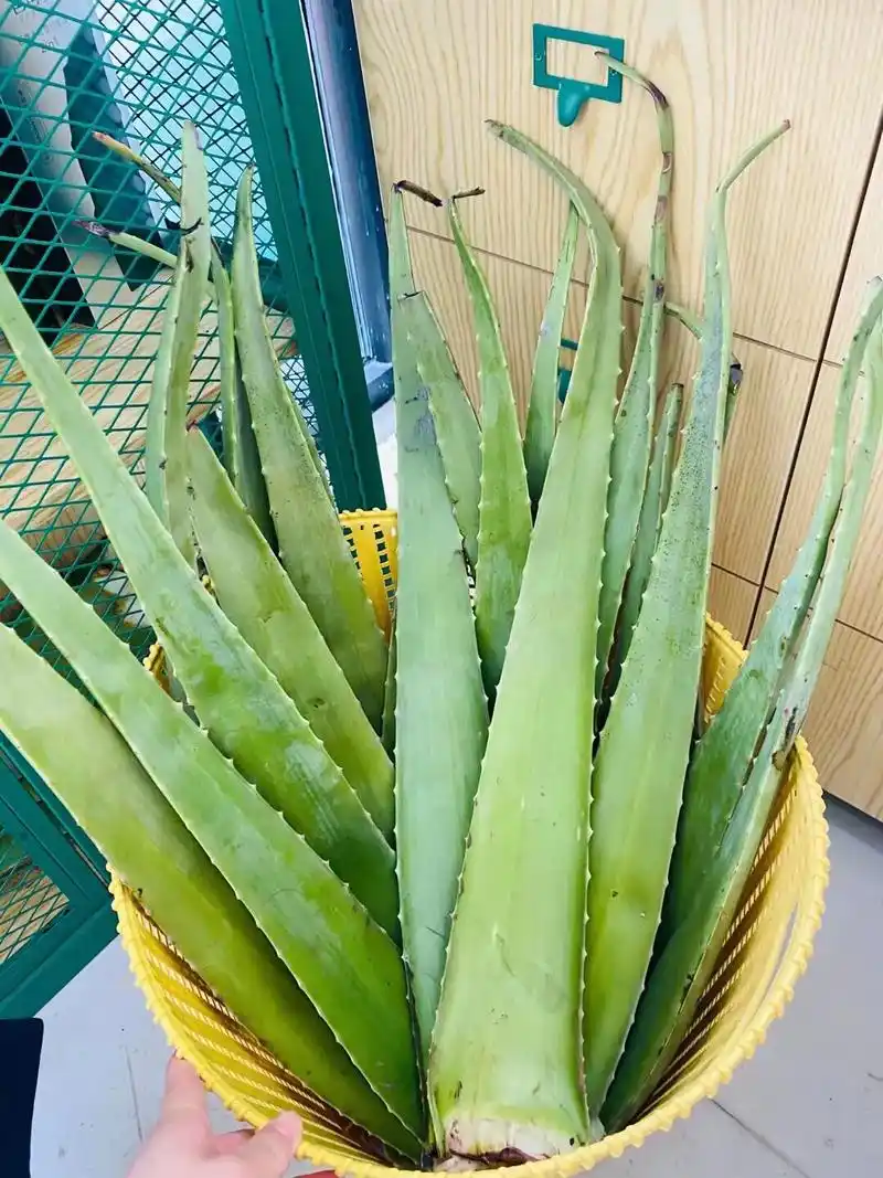 新鲜芦荟叶片,库拉索芦荟就是这么饱满#芭芭多芦荟美容 - 抖音