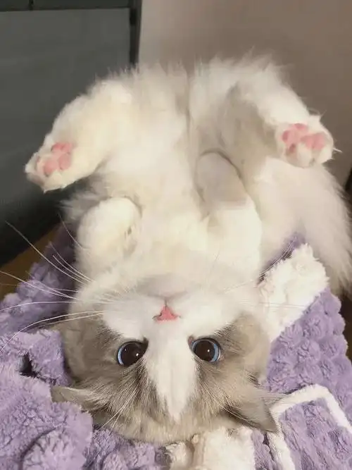 萌化人心!28张超级可爱的动物图片大放送!