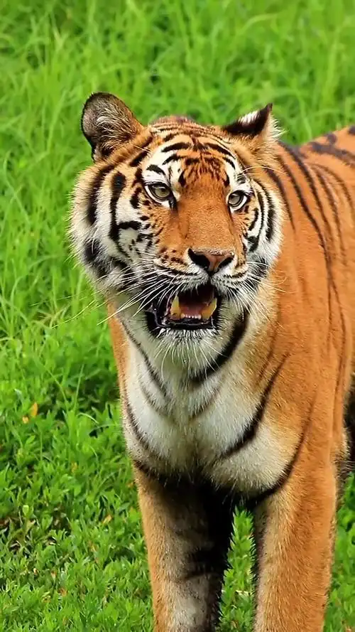 猛虎出山 东北虎 野生动物摄影-度小视