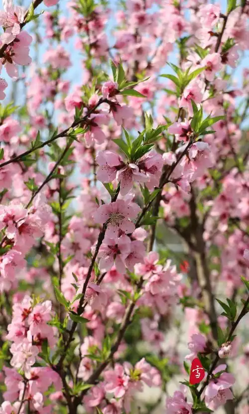 那一树美丽的桃花红