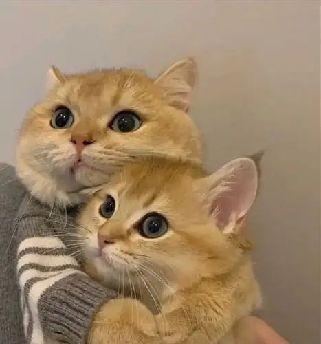 求一些两只猫贴贴的头像